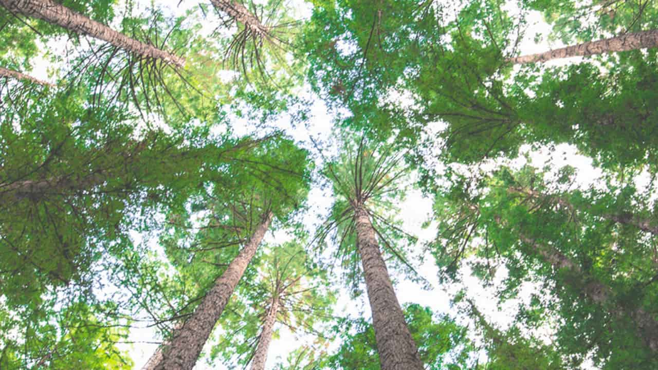 La Certification Iso 14001 Un Avantage Strategique Focus Performance